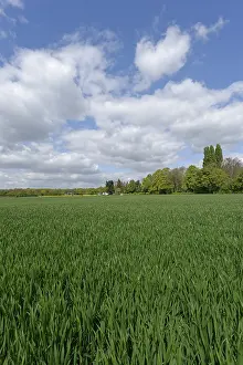 Grain Field Photography Prints: Grain field with deciduous forest in the background