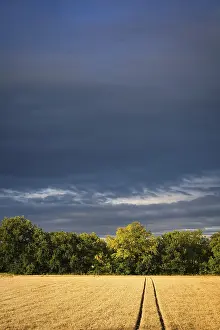 Stormy Atmosphere In Southern Germany Prints: A grain field in dramatic light after a thunderstorm