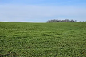 Springtime Agricultural Scene Prints: Grain field, forest, clouds, spring