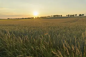 Southern German Landscape Prints: Grain field with row of trees at sunset