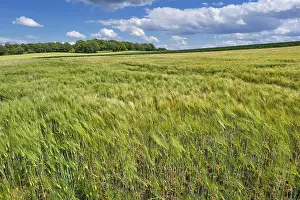 Grain Fields Germany Prints: Grain fields, between forest and individual trees