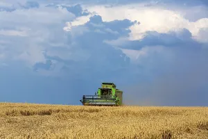 Agricultural Crop Fields Prints: Grain harvest under thunderclouds