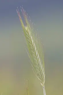 Macro Photography Plant Prints: Grain spike