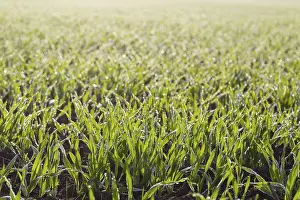Botany Nature Images Prints: Grain, sprouting, with dew in backlight