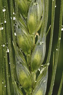Agriculture Detail View Prints: Grain with water drops