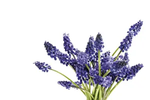 Nature Photography Botany Prints: Grape Hyacinths