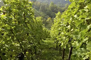 Red Grape Vine Prints: Grape-vine