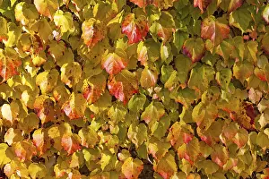 Autumn Leaf Color Prints: Grape Vine (Vitis vinifera subsp)