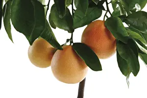 Grapefruit Nutrition Facts Prints: Grapefruit tree
