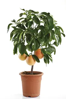 Deciduous Tree Studio Shot Prints: Grapefruit tree