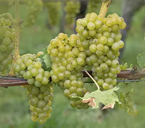Harvest Season Prints: Grapes