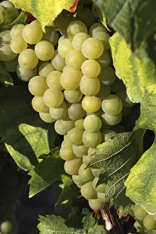 Fruit Grocery Store Prints: Grapes