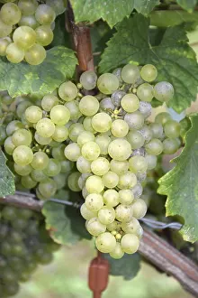 Grape Nutrition Facts Prints: Grapes