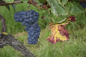 Framed Print : Grapes Grapes Print