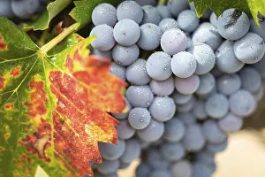 Agricultural Crop Plant Prints: Grapes, grape vine, grape vineyard