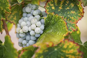 Wine Grape Cultivation Prints: Grapes, grape vine, grape vineyard