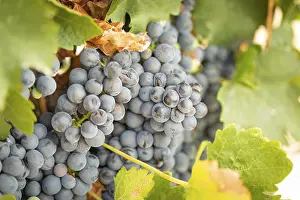 Temecula Wine Grapes Prints: Grapes, grape vine, grape vineyard