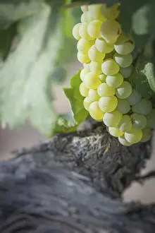 American Viticulture Prints: Grapes, grape vine, grape vineyard