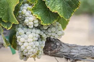 North America Viticulture Prints: Grapes, grape vine, grape vineyard