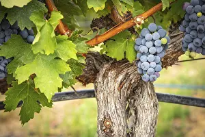 Uninhabited Wine Producing Area Prints: Grapes, grape vine, grape vineyard