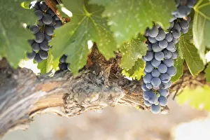 Wine Growing Region Prints: Grapes, grape vine, grape vineyard