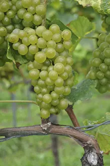 Agricultural Landscapes Prints: Grapes, grape, wine, grape, grape