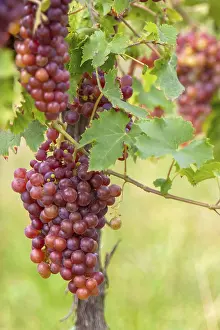 Rhineland Palatinate Prints: Grapes (Vitis sp.) on the vine