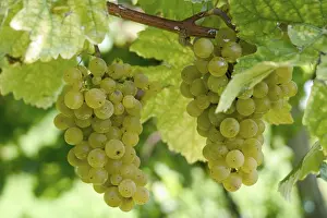 Grapevine Leaf Prints: Grapevine