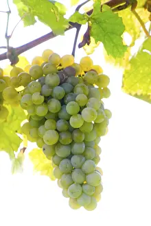 Autumn Landscape Prints: Grapevine