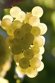 Autumn Color Prints: Grapevine