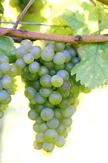 Grapevine Leaf Prints: Grapevine
