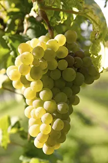 Autumn Color Prints: Grapevine