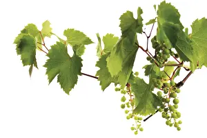 Fruit Nutrition Prints: Grapevine with growing grapes