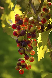 Wine Growing Region Prints: Grapevine on a vine