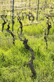 Southern Germany Winegrowing Prints: Grapevines in spring, viticulture