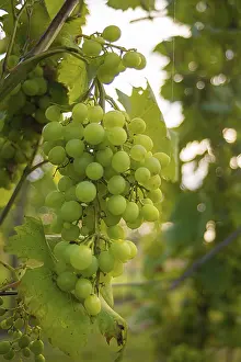 Deserted Vineyard Scene Prints: Grapevines on a vine