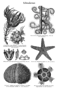 Historical Animal Illustrations Online Prints: Graphic image of Echinoderms (Echinodermata)