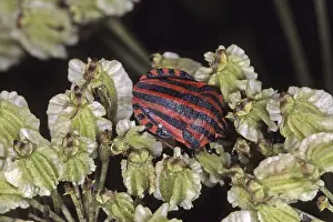 Wildlife Flower Visit Prints: Graphosoma lineatum, striped bug
