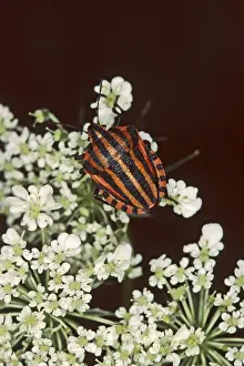 Shield Bug Damage Prints: Graphosoma lineatum, striped bug
