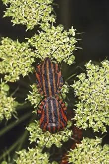 Prints of Graphosoma lineatum, striped bug, mating Eupleridae Prints: Graphosoma lineatum Print - Mating Striped Bugs