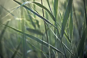 Detailed Plant Images Prints: Gras