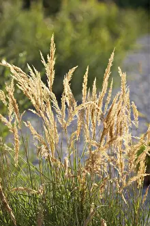 Upper Bavaria Nature Prints: Gras with seed