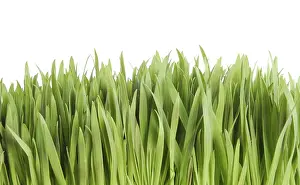 Nature Botany Images Prints: Grass