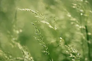 True Grasses Prints: Grass