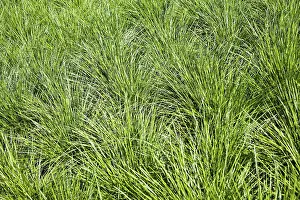 True Grass Images Prints: Grass