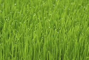 Uninhabited Landscape Photo Prints: Grass