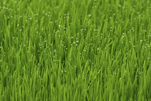 Uninhabited Landscape Photo Prints: Grass
