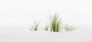 Deserted Beach Scene Europe Prints: Grass on the beach, panoramic view