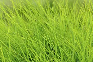 Close Up Grass Prints: Grass, blades of grass