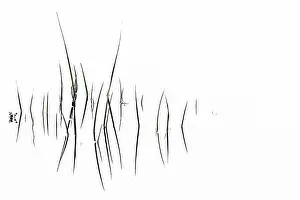 Central England Nature Reserve Prints: Grass blades with reflection on water surface